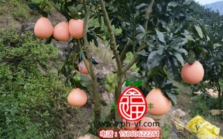 三红柚套袋技术，三红柚套袋视频