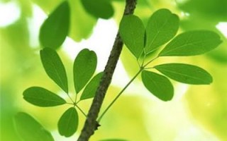 松叶ai，松叶艾叶桔子皮一起煮水的作用